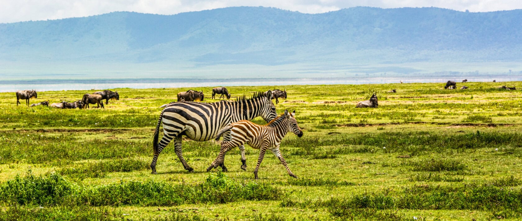 Express Serengeti & Ngorongoro Safari